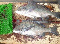 マリーナシティ海釣り公園、ぶっこみで良型チヌ♪