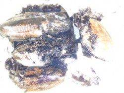 マリーナシティ海釣り公園 午前にエギングでコウイカ4ハイ