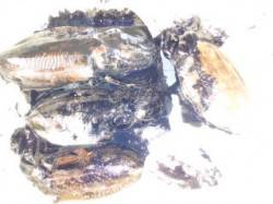 マリーナシティ海釣り公園 午前にエギングで…