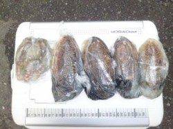 マリーナ海釣り公園、コウイカ大漁・タコも釣れました♪