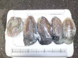 マリーナ海釣り公園、コウイカ大漁・タコも釣…