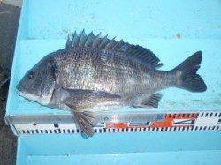 マリーナシティ、紀州釣りでナイスサイズのチヌ♪