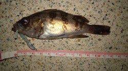 初メバリングで2匹♪♪　浅茂川にて