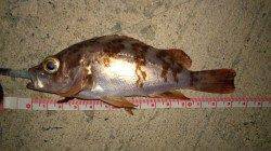 初メバリングで2匹♪♪　浅茂川にて