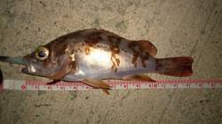 初メバリングで2匹♪♪　浅茂川にて