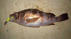 浅茂川 メバリングでメバル18.5cm&20cm