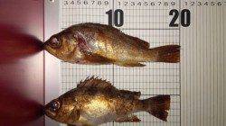 浅茂川 メバリングでメバル18.5cm&20cm