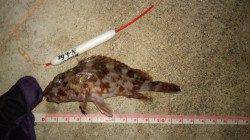 浅茂川でメバリング、ガシラの釣果