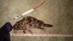 浅茂川でメバリング、ガシラの釣果