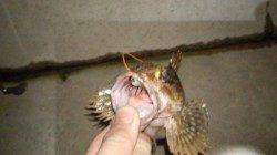 浅茂川でメバリングでガシラ釣果