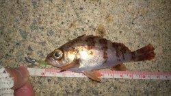 浅茂川 メバリングでメバル11.5cm