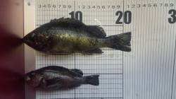 浅茂川で朝マズメ狙いのメバリング