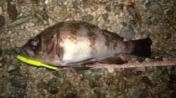 浅茂川でのメバリング釣果