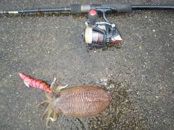 串本港でエギング、コウイカ一杯ＧＥＴ！