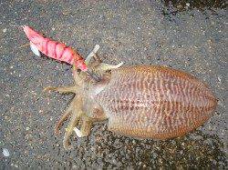 串本港でエギング、コウイカ一杯ＧＥＴ！