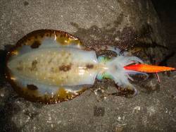 和深港 低活性の中でもエギングでアオリイカ…