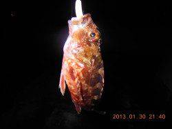 穏やかな星空の下メバリングでリフレッシュ☆