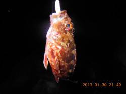 穏やかな星空の下メバリングでリフレッシュ☆…