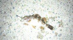 東二見 メバリングでメバル＆タケノコメバル