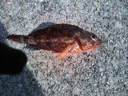 垂水漁港 ガシリングでガシラ1尾