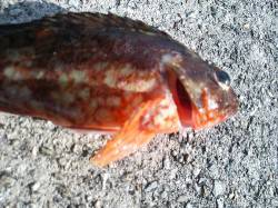 垂水漁港 ガシリングでガシラ1尾