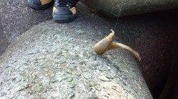 東二見で穴釣り、色々な魚種が釣れました！