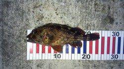 東二見で穴釣り、色々な魚種が釣れました！