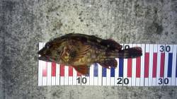 東二見で穴釣り、色々な魚種が釣れました！