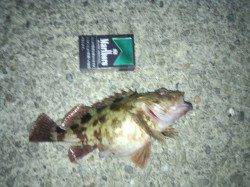 宇久井港で腹がパンパンのガシラGET!!