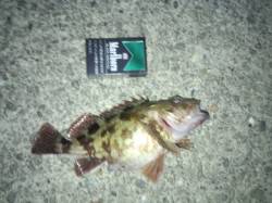 宇久井港で腹がパンパンのガシラGET!!