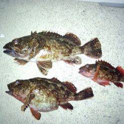 炬口 夜釣りのウキ釣りでガシラ10匹！