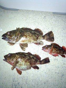 炬口 夜釣りのウキ釣りでガシラ10匹！