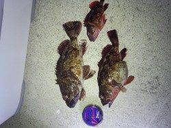 炬口 夜釣りのウキ釣りでガシラ10匹！