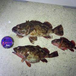 炬口 夜釣りのウキ釣りでガシラ10匹！