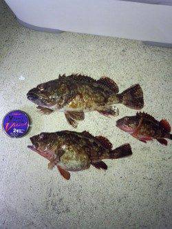 炬口 夜釣りのウキ釣りでガシラ10匹！