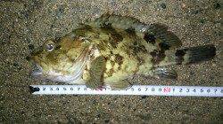 間人でガシラ28ｃｍ！！