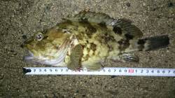 間人でガシラ28ｃｍ！！