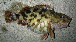 間人でガシラ28ｃｍ！！