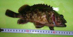 間人 胴突き仕掛でガシラ24cm☆