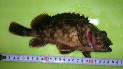 間人 胴突き仕掛でガシラ24cm☆