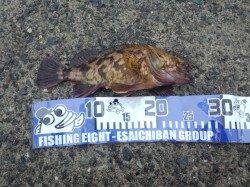 アジュール舞子、落とし込みで25cmのガシラの大ヒット！