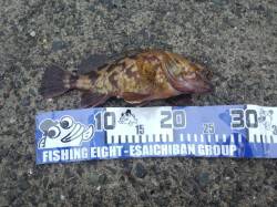 アジュール舞子、落とし込みで25cmのガシ…