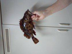 アジュール舞子、落とし込みで25cmのガシラの大ヒット！