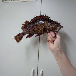 アジュール舞子、落とし込みで25cmのガシラの大ヒット！