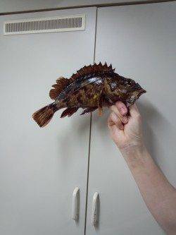 アジュール舞子、落とし込みで25cmのガシラの大ヒット！