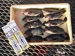 とっとパーク小島 時合いを効率良く攻めメバル10匹