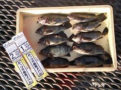 とっとパーク小島 時合いを効率良く攻めメバ…