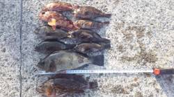 垂水一文字で探り釣り　メバル・ガシラの釣果…