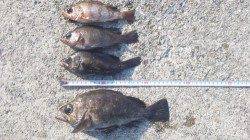 垂水一文字 探り釣りでメバル18～26㎝４匹