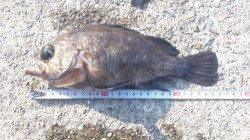 垂水一文字 探り釣りでメバル18～26㎝４匹